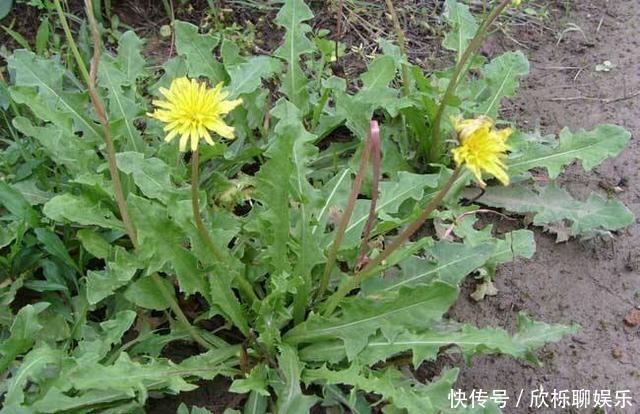 春天来了!两件大事必须要做好,比什么都重要,增强免疫力不生病