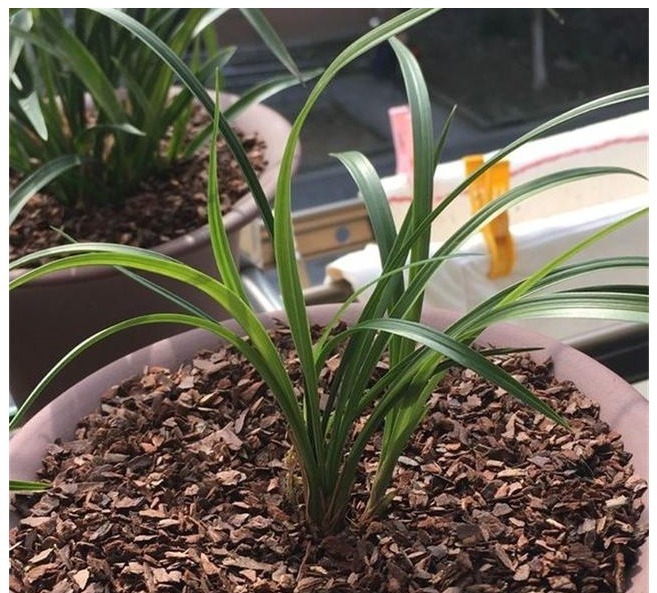 很多人说兰花难养,其实主要还是花友们不懂得一些”诊断“的方法