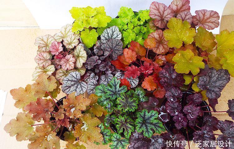 长得不好看?越冷越鲜艳,叶子七彩色,花叶具美的寒冬“颜值王”