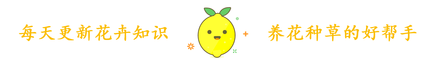 缓释肥|初冬扦插的三角梅,做好这两点,平稳度过一冬天