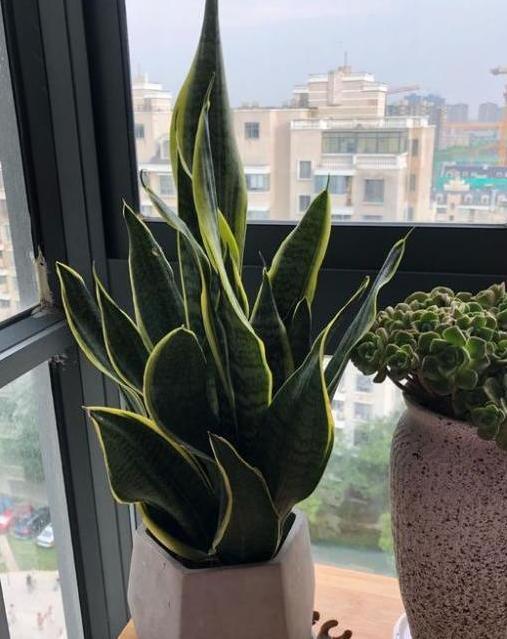 虎皮兰|居家盆栽虎皮兰，不想叶片变得干瘪难看，需趁早实践4个知识点