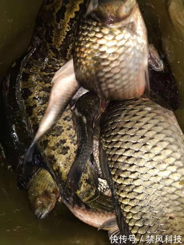 鲫鱼|夏天大板鲫都藏在这些地方,方法用对就可以钓到