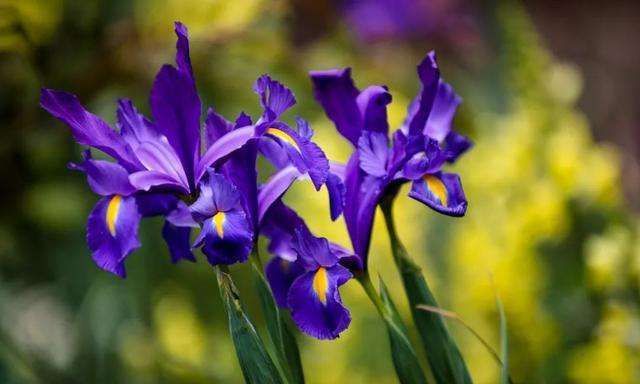 养花试试这几款，花香极佳条件适宜无论什么季节都能开花