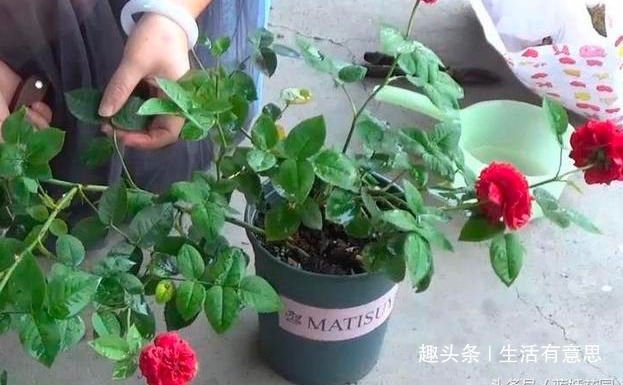 月季扦插不生根把枝条泡水前多做“1步”,30天就长满大白根