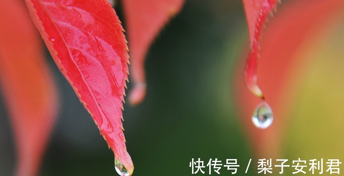 豆花|两首秋雨古诗词，两种不同的意蕴，哪一首能够打动你