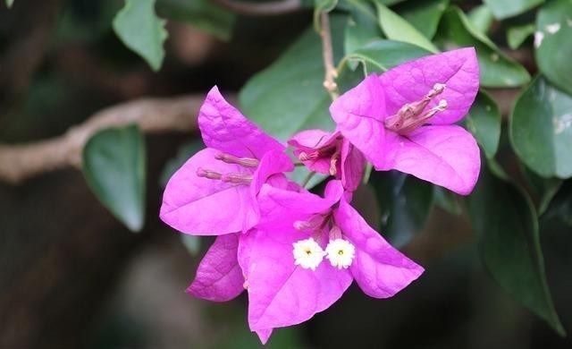 阳台养花蚊子多?自制3种“驱蚊水”,傍晚喷一喷,蚊子不见踪影