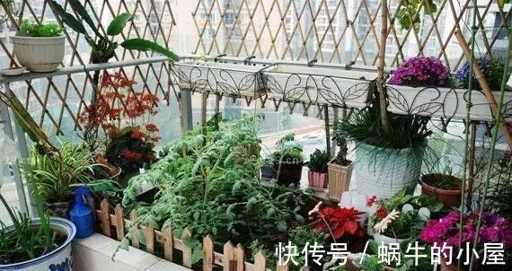 蔬菜|阳台种菜的技巧,看我家阳台的菜,都不用去菜市场了