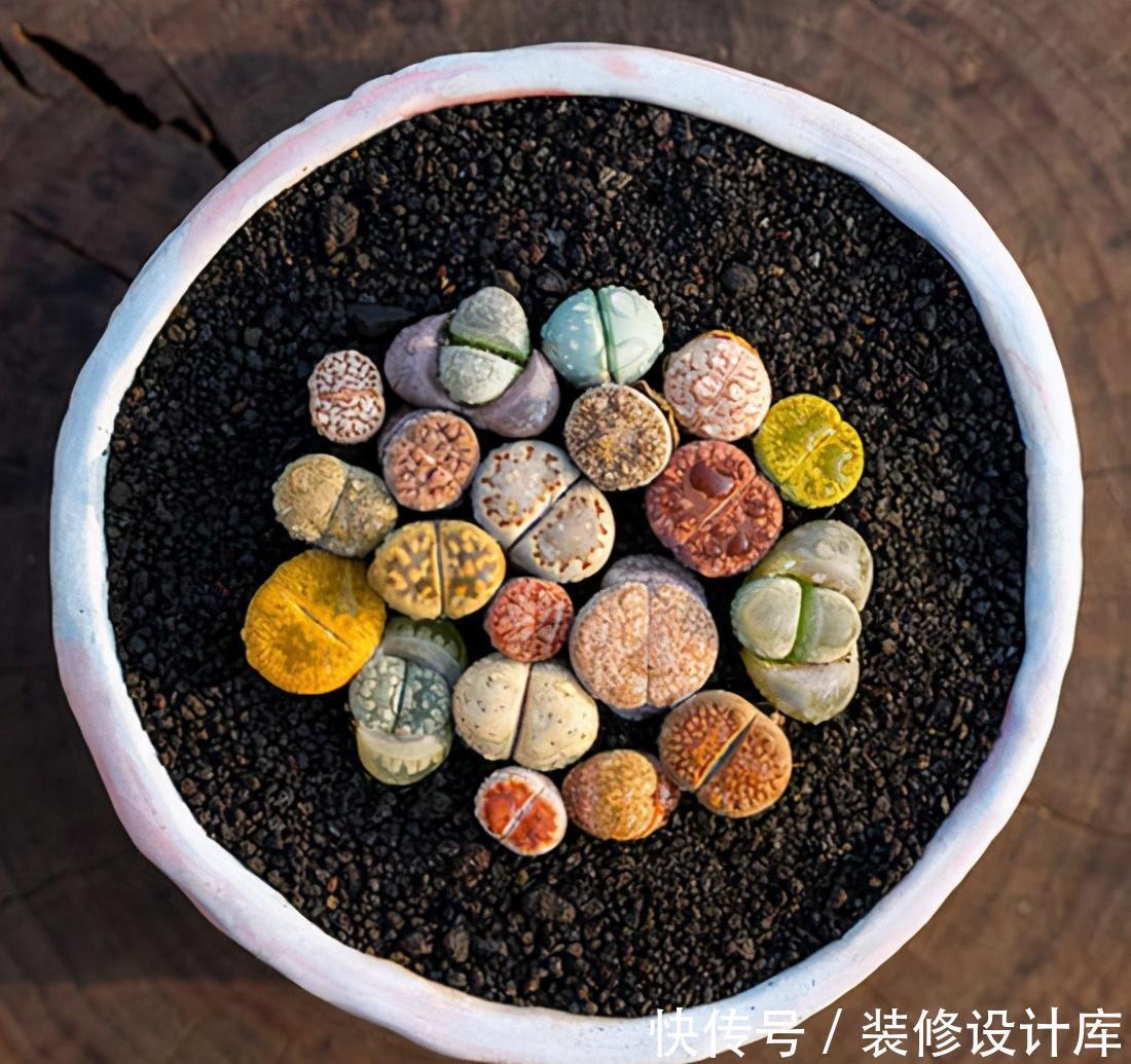 别急|多肉开花别急着剪，先养一养，不比多肉差