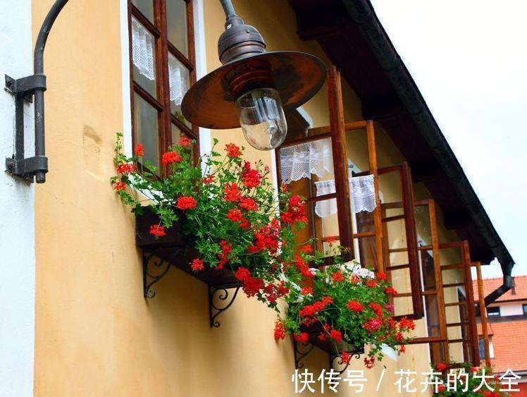 7种适合养在窗台上的花,不但花期长,开花漂亮还都超好养