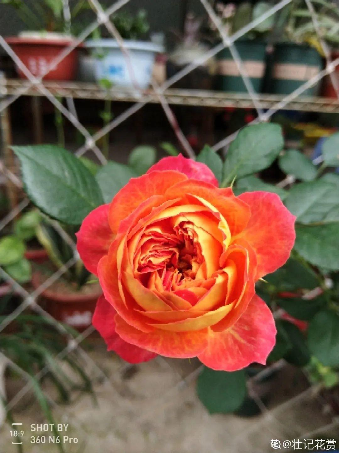 1个塑料瓶,居然有8种养花方法,省钱又好用!