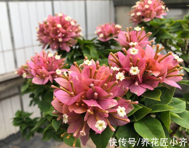 透气性|三角梅开花少甚至不开花？做好六个“保证”试试，想不开花都难