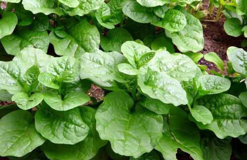 經常食用木耳菜可降血壓、益肝、清熱涼血、利尿、防便秘