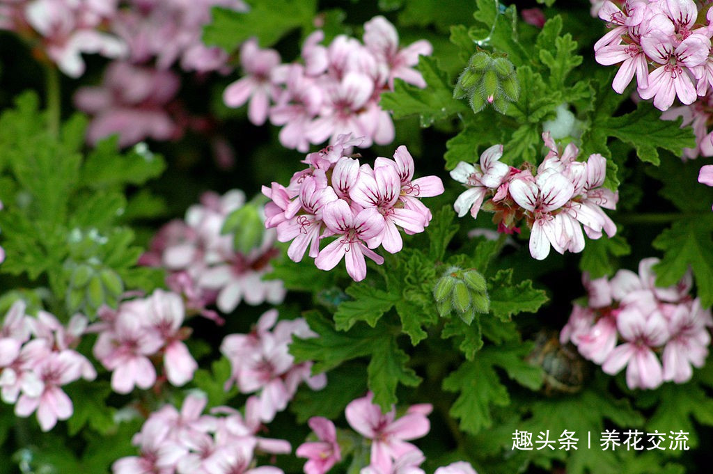 枝条|夏天容易养烂根的天竺葵，在秋天特好养，剪几段枝条插土里就生根