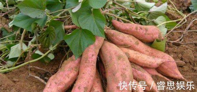 牛油果|想长寿得会吃,三种食物每天吃点,排毒清肠,降压降脂,滋补身体