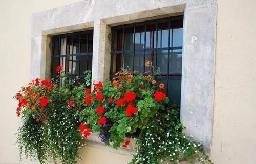 你家窗台还没变花园？只因缺了这6种花