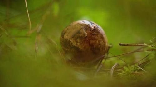 彝族|坨坨肉,松茸鸡汤,苦荞面包,也是彝族人宴请客人必备的美食之一