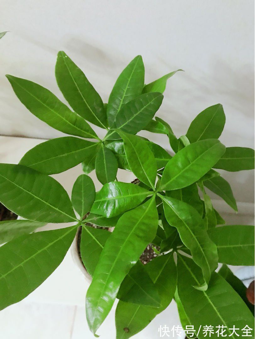 30种观叶植物,能观赏也净化空气,总有一种你养过