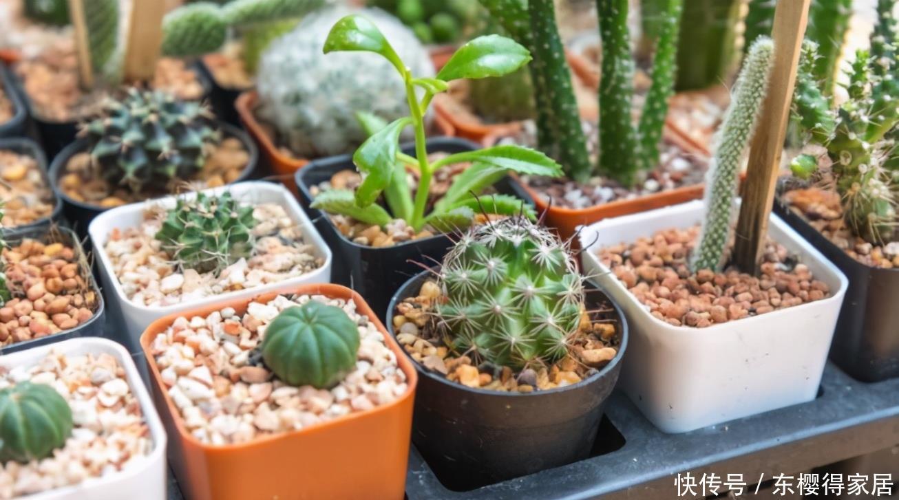 养花得遵守“规则”,知道哪些“底线”不能踩,什么花不能栽?