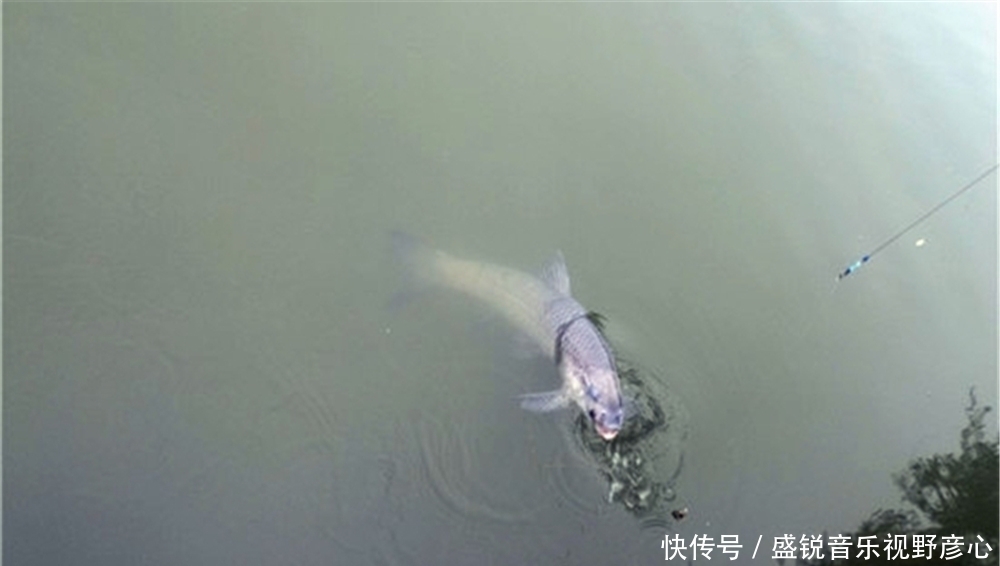 滑漂钓组远投,调漂可以用这种方法,不追求灵敏度,只追求中鱼率