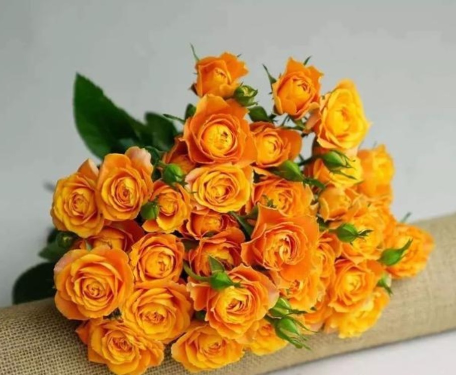 喜欢菊花，不如养“珍品玫瑰”果汁泡泡，似橘子果汁，色彩明快