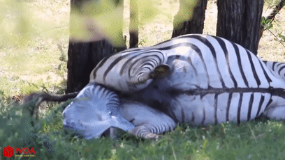 角马|蝙蝠竟然会倒立生孩子,这些生娃瞬间看得我肚子疼