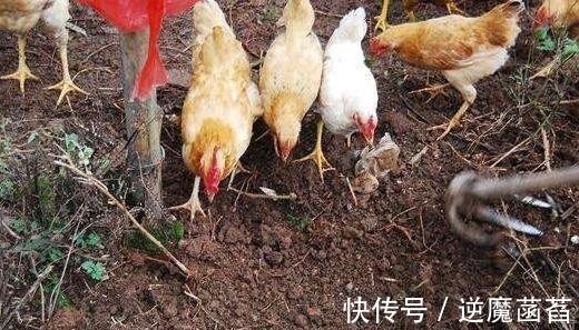 甲鱼|生吃蚯蚓会感染寄生虫吗?盘点中国三大“活菜”,让人头皮发麻
