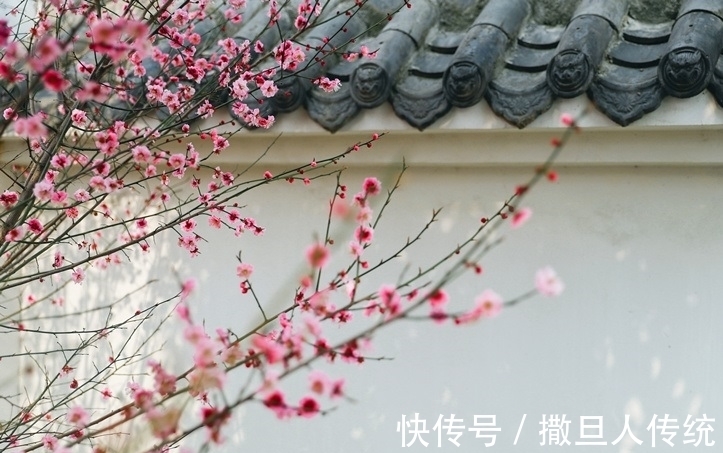 中国十大名花,谁排名第一?