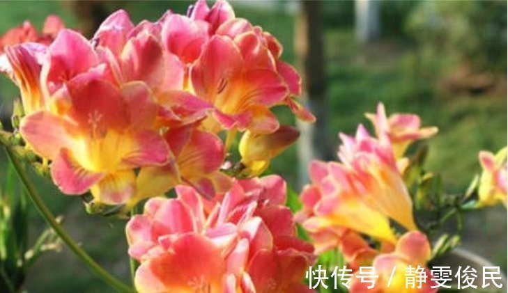 月季|最受欢迎的4种花,被称为“开花机器”,花朵迷人,阵阵花香