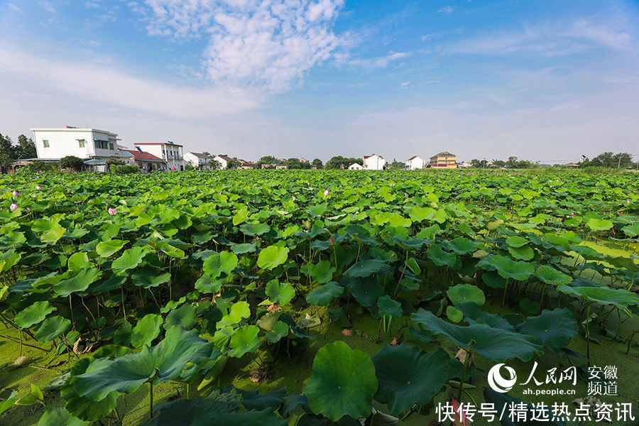 芜湖|芜湖湾沚：芙蓉出水别样红