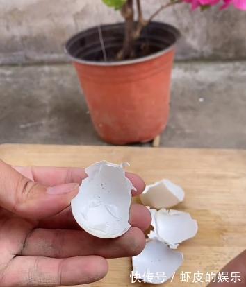用鸡蛋壳养花,可以让你的花卉花开不断