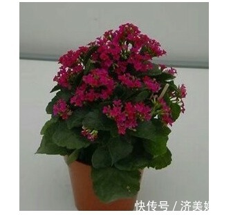 长寿花花茎变黑,原因分析与指导意见,对症处理,花才会养爆盆