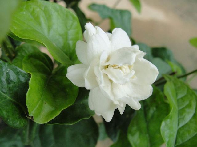 被称为我国第1香花，碰土就活，开花226天不枯萎，香飘9层楼