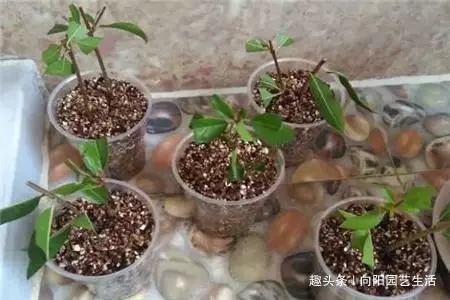 桂花如何扦插剪下几根枝条，沾点“白酒”，7天长出大白根