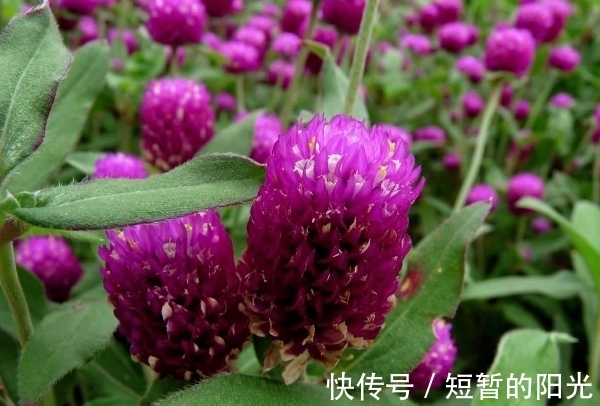 光照|花开花谢是常理?这种花朵干枯不凋谢,花色鲜艳有光泽,更长久