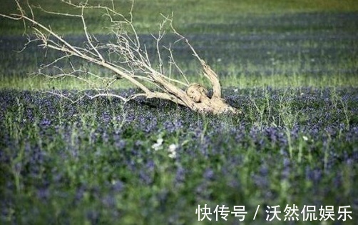 彩绘#每张图中都藏有美女找出三张视力5.2以上,特种兵全找到!