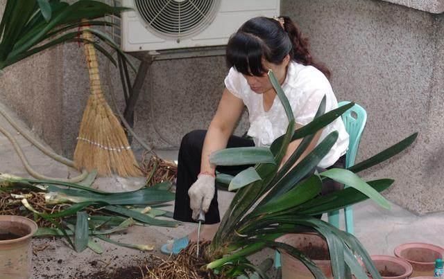 盆栽|家中的盆栽君子兰长侧芽的怎么办呢这样处理最完美