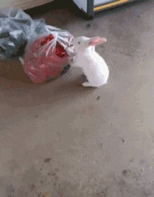 |GIF搞笑趣图:吃吧,吃吧,等你吃饱了我就做一份香辣兔肉!