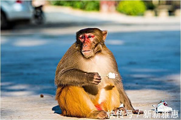 属猴人|属猴人的最佳配偶，不离婚就注定大富大贵，儿孙满堂幸福一辈子！