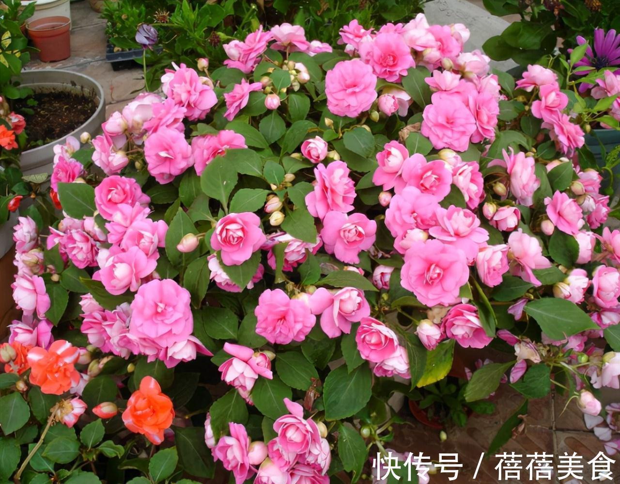 长寿花|11月扦插6种花,遇水就生根,3个月长爆盆,肥效足今年能开花