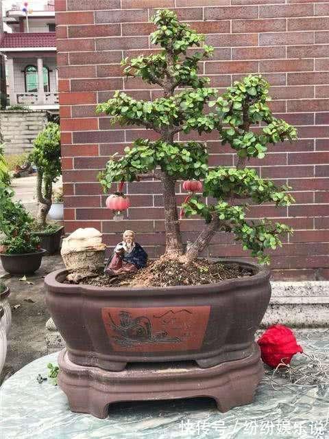 金枝玉叶这样养,变身高大上的盆景,造型惊人,身价翻几倍