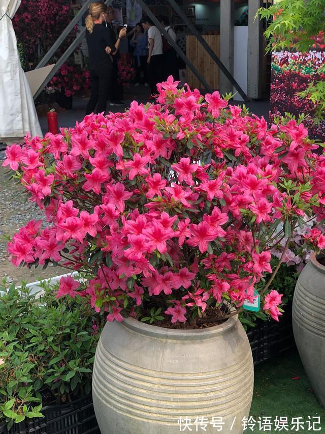 8种“坑人花”,过年谨慎入,没有“高技术”,养一盆枯一盆