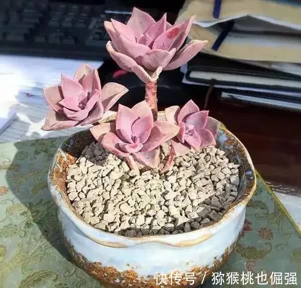 多肉太妃糖和初恋很相似,不仔细区分让人笑话,假花友容易入坑