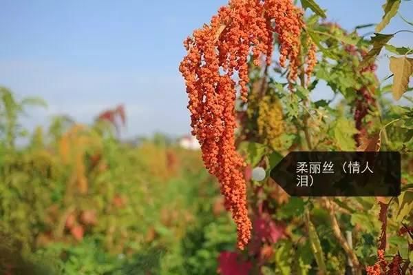 150种常见植物及花卉，你认识几个？
