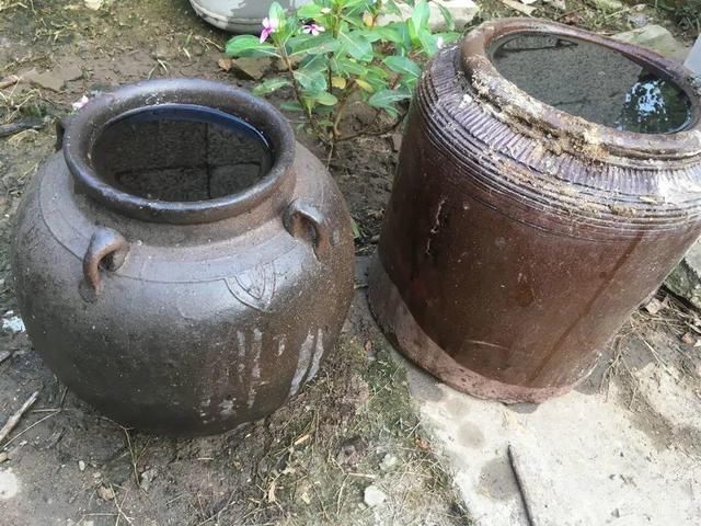 腌咸菜的坛子钻个孔,养花变成巨无霸,特美