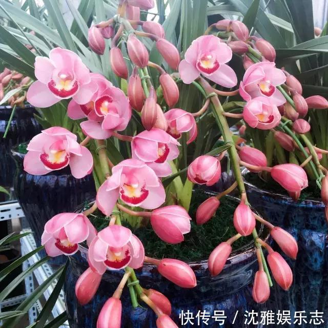 狐尾兰|4种“兰花”好养还爱开花，一开就是“花瀑布”，惊艳！