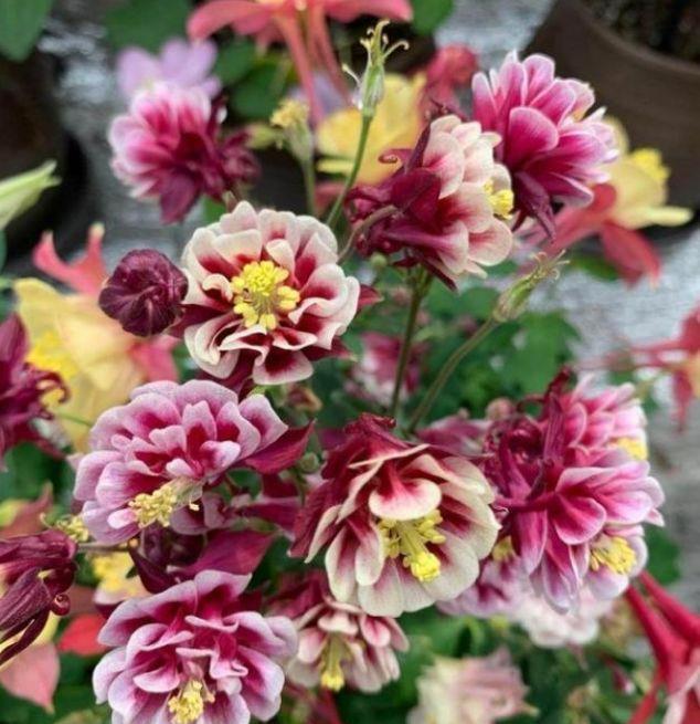 几种花卉谁见了都喜欢,花瓣层层叠叠,惊艳如花球