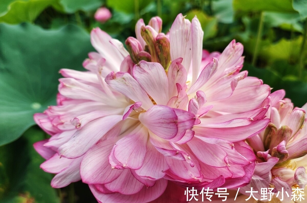 孔圣人@聊斋故事：还魂