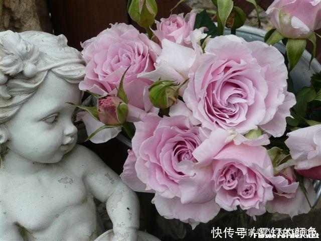 20款古老月季。数百年唯美传承，个个经典又抗病。远胜现代月季