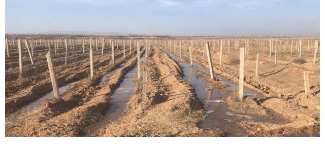 贺兰山|凯仕丽：跟好声音谈感情是什么样的体验？