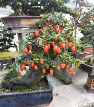 什么绿萝、发财树都不如“2种树”，养人又旺财，1-2年成盆景